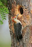 Golden-fronted Woodpecker